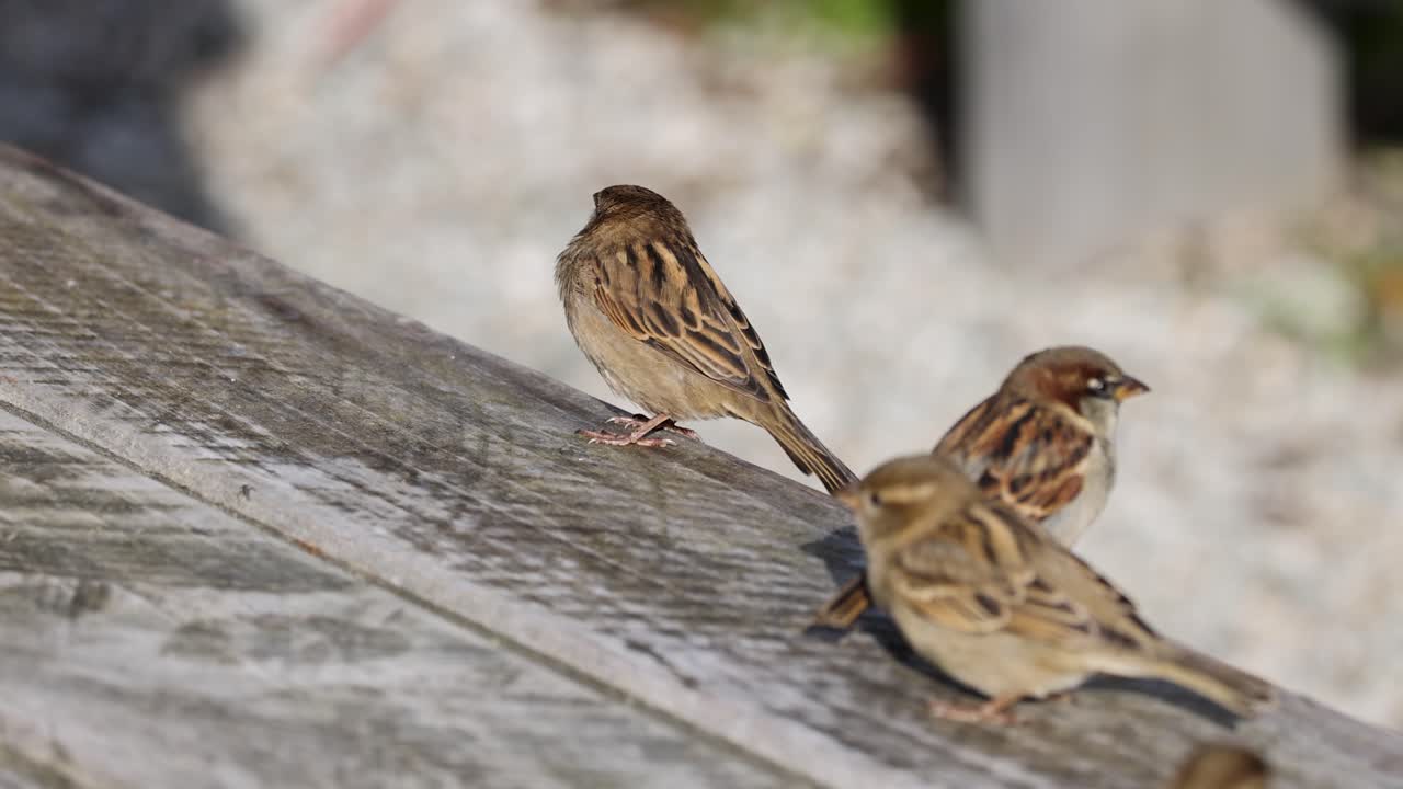 Three sparrows engage in social behavior on a wooden surface under natural light, showcasing dynamic movement and interaction