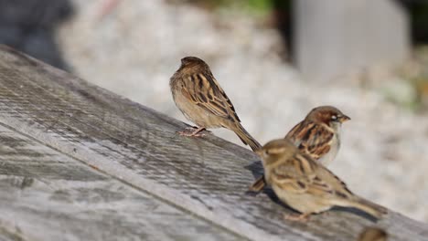 three sparrows engage in social behavior on a wooden surface under natural light, showcasing dynamic movement and interaction
