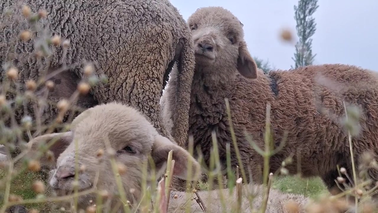 Nærbillede af unge lam med voksne får på en græsklædt græsmark i det skotske højland, Skotland. Landligt husdyrsceneri med blød uld, naturligt græsland og forårslandskab