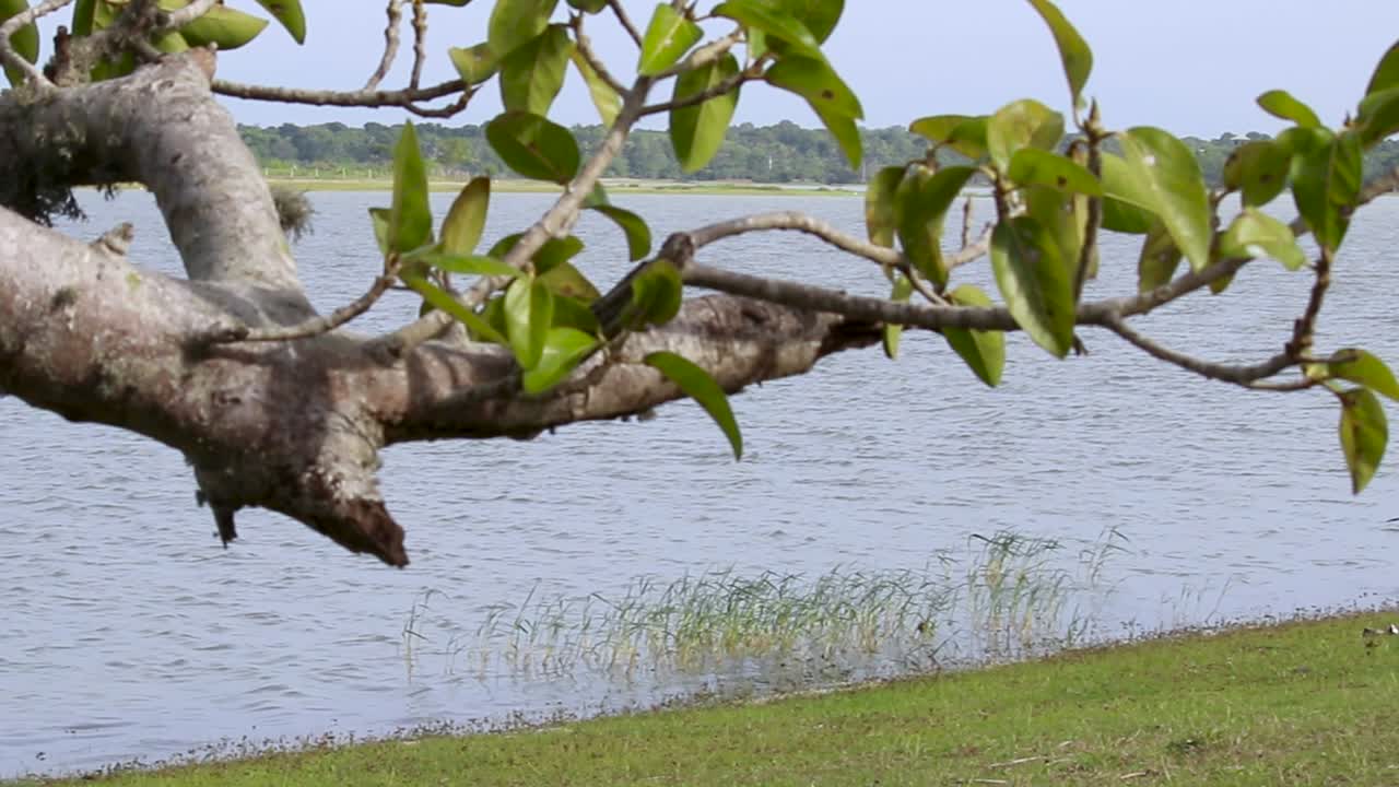 ondas de agua lenta emergen en el tanque, garcetas cazando en la orilla cubierta de hierba, ramas de árboles en primer plano, clip de movimiento panorámico de derecha a izquierda paisaje de la costa verde en hambantota
