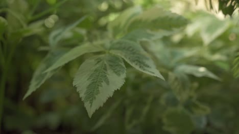 close up shot of a lush plant with green foliage moving in the wind in a outdoor garden.