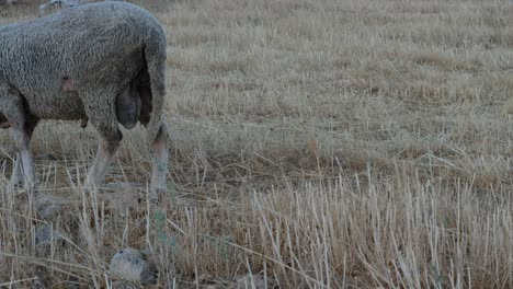 Sheep-Grazing-Field