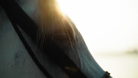 arabian horse eyes in golden hour in qatar desert-2