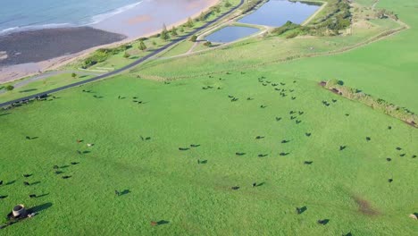 Amazing-aerial-flight-over-green-field-towards-huge-rock-in-Tasmania,-Australia