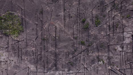 Remains-of-burnt-dead-trees-after-a-long-season-of-forest-fires-in-British-Columbia-Canada,-the-trees-once-alive-and-green-now-lie-barren-and-scorched