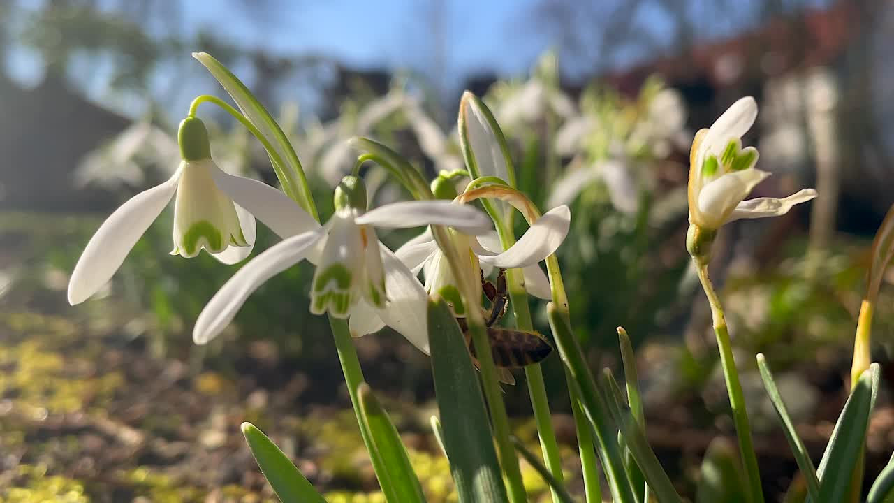 foto macro de abeja colgada en la flor blanca del lirio del valle durante el soleado día de primavera