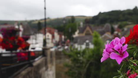 flowers in focus with town in background