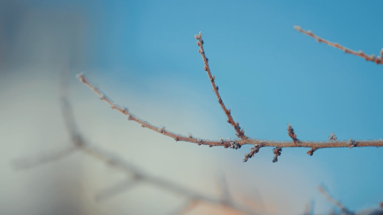 A thin layer of the hoarfrost on the dark slender branches adorned with withered leaves