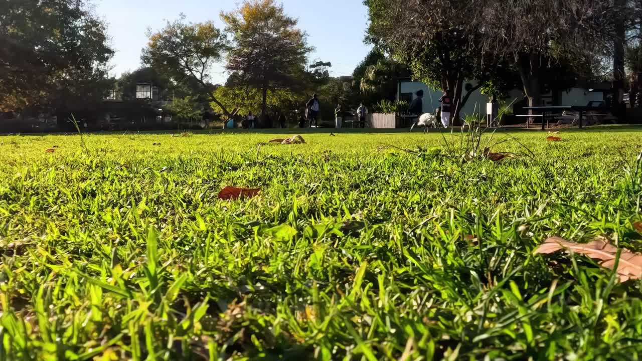 A vibrant green lawn with scattered leaves under sunlight, bordered by trees and distant buildings.