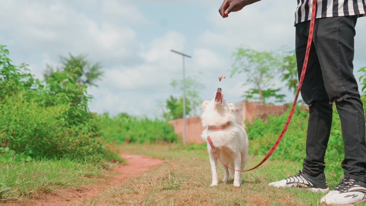 White dog sniffing along dirt path, red leash held by owner, low camera perspective, investigating scent with nose to ground, playful exploration, grassy roadside, warm daylight, casual sneakers