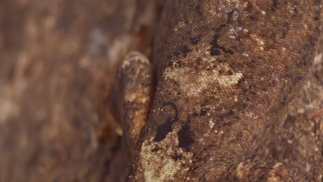 the backside of a gecko as it sits and breathes on a tree, close up macro shot