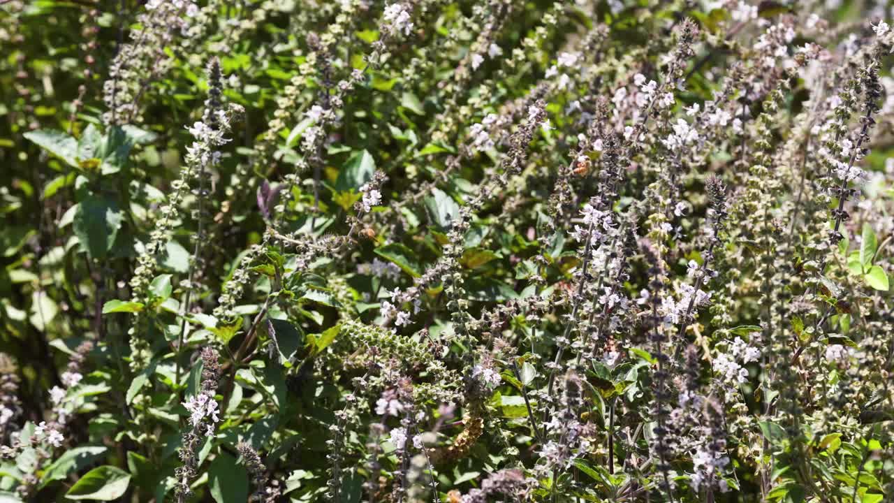 꽃이 피는 관목이 바람에 약간 흔들리고 있다