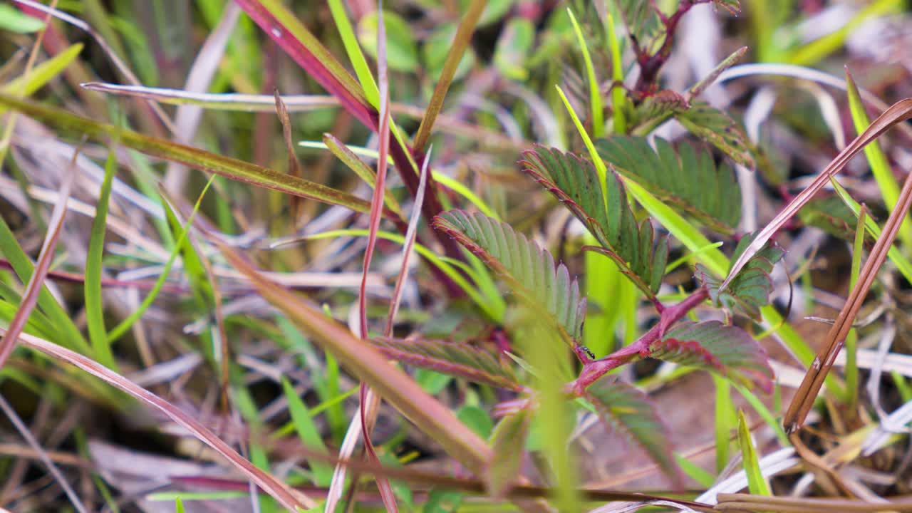 Close-up view of a finger pointing at a small fern-like plant nestled among wild grasses on the forest floor, highlighting delicate rainforest flora in its natural habitat