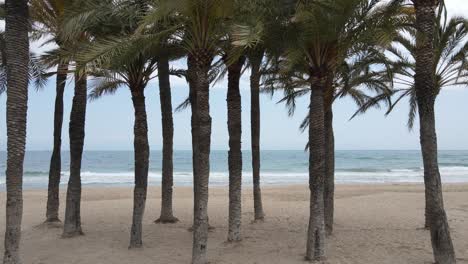 aerial push in dolly shot on palm trees in mediterranean sandy beach