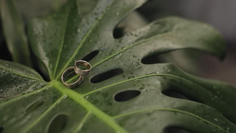 Anillos-De-Boda-Sobre-Una-Hoja-Verde-Mojada-Después-De-La-Lluvia.-Detalles-Y-Accesorios-De-Boda.