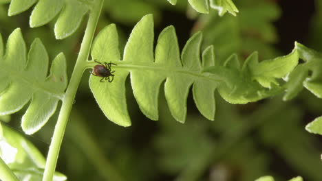 under leaf view of dangerous parasitic tick on green bracken fern