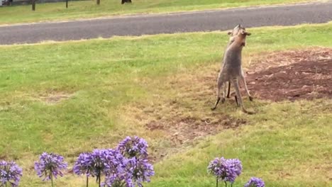 A-pair-of-young-male-kangaroos-are-practising-sparring-techniques-in-my-front-yard