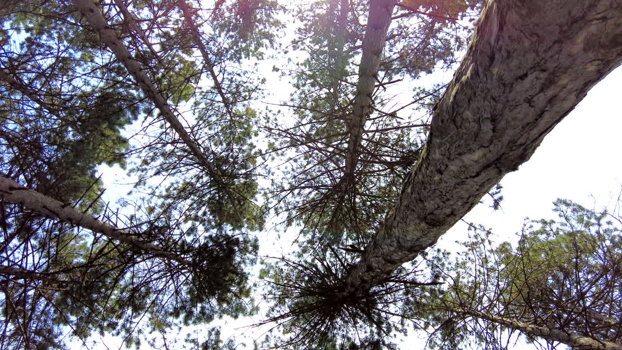 Low angle view of leafing trees with the blue sky in the background