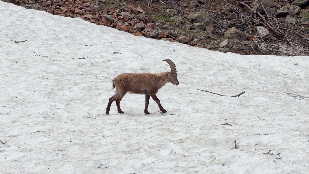 En vild alpestenbuk går hen over en sneklædt bjergskråning i dagslys i Piemonte.