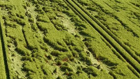 Abstract patterns in dense green field formed by winding tractor trails, from above
