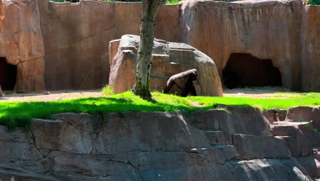 Ein-Gorilla-Im-San-Diego-Safari-Park-Zoo-Geht-Spazieren-Und-Ein-Anderer-Rennt