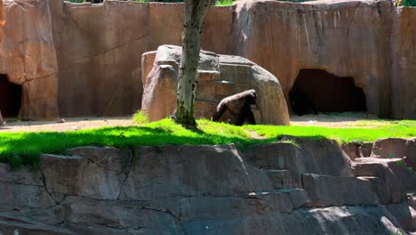 a gorilla at the san diego safari park zoo walking and another one running