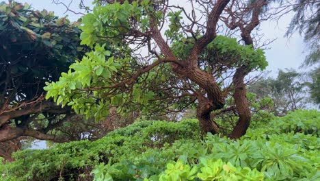 植物和树木在风中摇摆