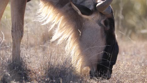 gnus grasen auf dem grasland der savannenebene, nahaufnahme