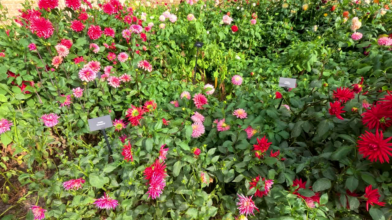 A slow camera pan reveals vibrant dahlia flowers in full bloom under natural daylight in a lush botanical garden setting in Lisse, Netherlands