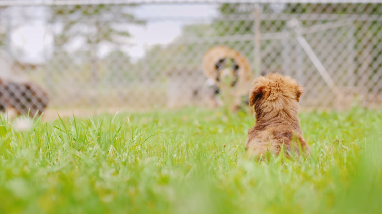 강아지는 우리에 있는 개를 본다