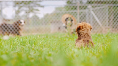 puppy looks at dogs in cages