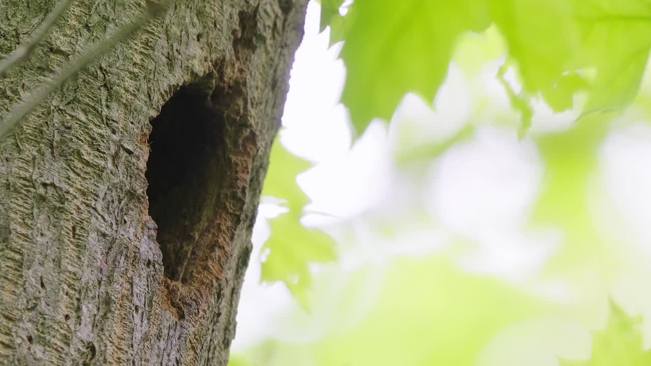 Great Spotted Woodpecker Climbing Up Tree To Give Food To baby in nest hole