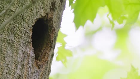 Great-Spotted-Woodpecker-Climbing-Up-Tree-To-Give-Food-To-baby-in-nest-hole