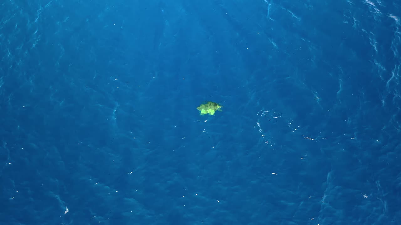 바다 표면 아래에서 다이빙하는 녹색 바다 거북, 머리 위 공중