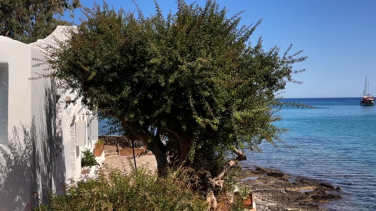 old olive tree near the rocky shore and a boat on the horizon in Crete, Greece
