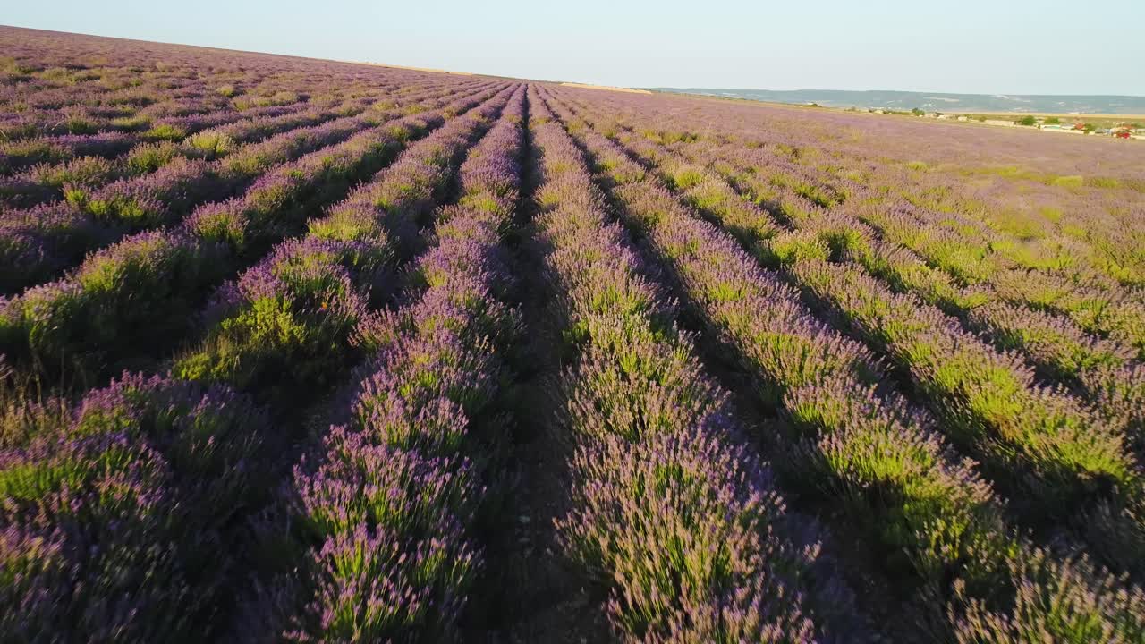 campo de lavanda visto desde el aire