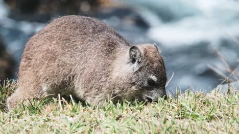 rock hyrax in its natural habitat