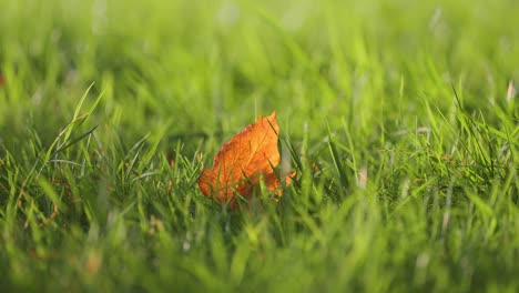 Ein-Gelb-oranges-Blatt-Auf-Dem-üppigen-Grünen-Gras