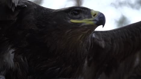 águila, halcón de cerca en la cara con alas anchas y plumas en cámara lenta comenzando a volar