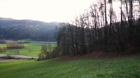 small forest on the hill without leaves