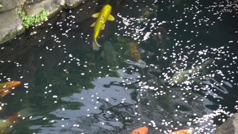 giro e inclinación rápidos a través de un estanque lleno de muchos peces koi y pétalos de sakura caídos