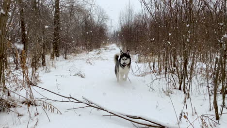 Playful-young-husky-running-and-playing-in-fresh-now-with-large-snowflakes-falling