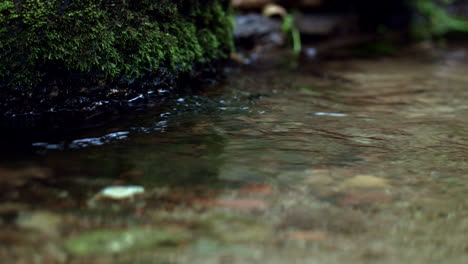 close up of babbling brook. forest stream running under mossy stones