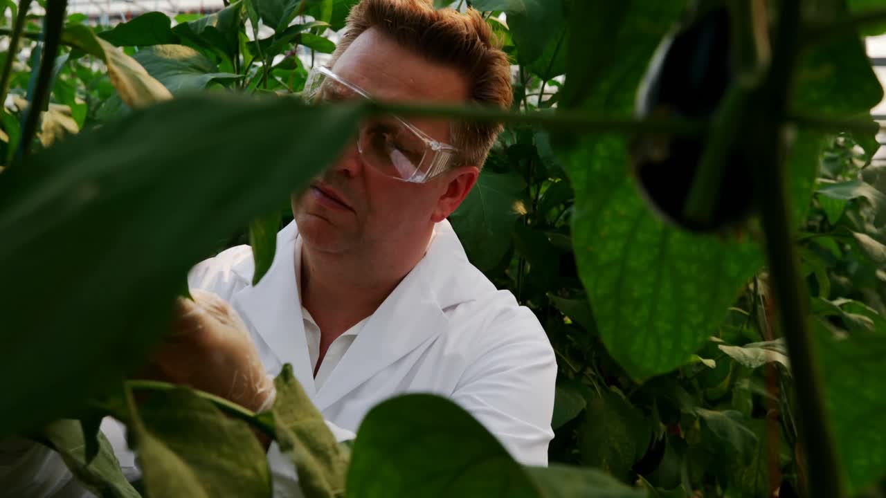 científico examinando las plantas en el invernadero 4k