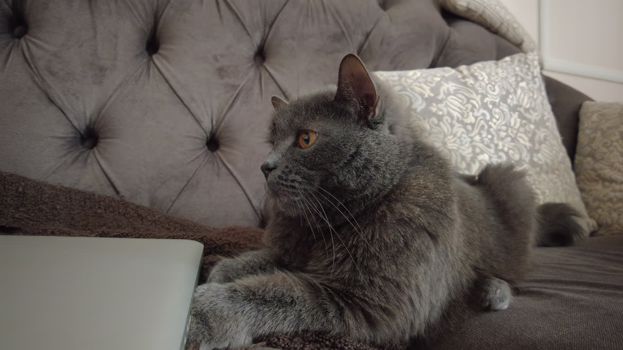 A curious gray cat lays on a soft couch, focused on the laptop in front of it. The cozy room features elegant pillows, creating a relaxing atmosphere for a quiet moment