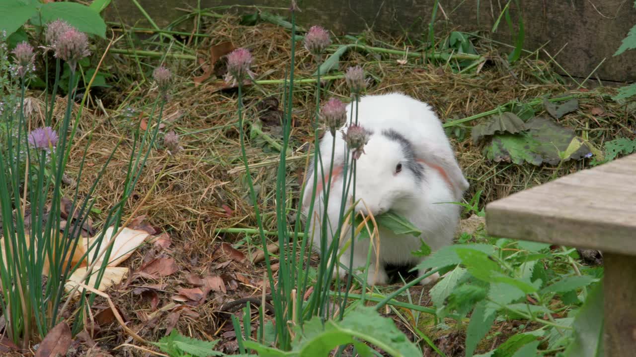 un lindo conejo blanco de pelo sedoso se mueve ágilmente a través de un jardín de flores, mordisqueando tiernas hojas de hierba