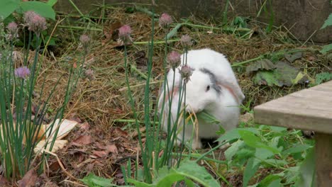 a cute, silky-haired white rabbit moves nimbly through a flowery garden, nibbling tender blades of grass