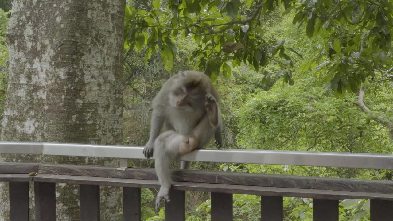 Cinematic close up video of macaque gazing upward from forest railing in Ubud Monkey Forest Bali. Calm posture, expressive face, soft light, and lush greenery show quiet wildlife moment