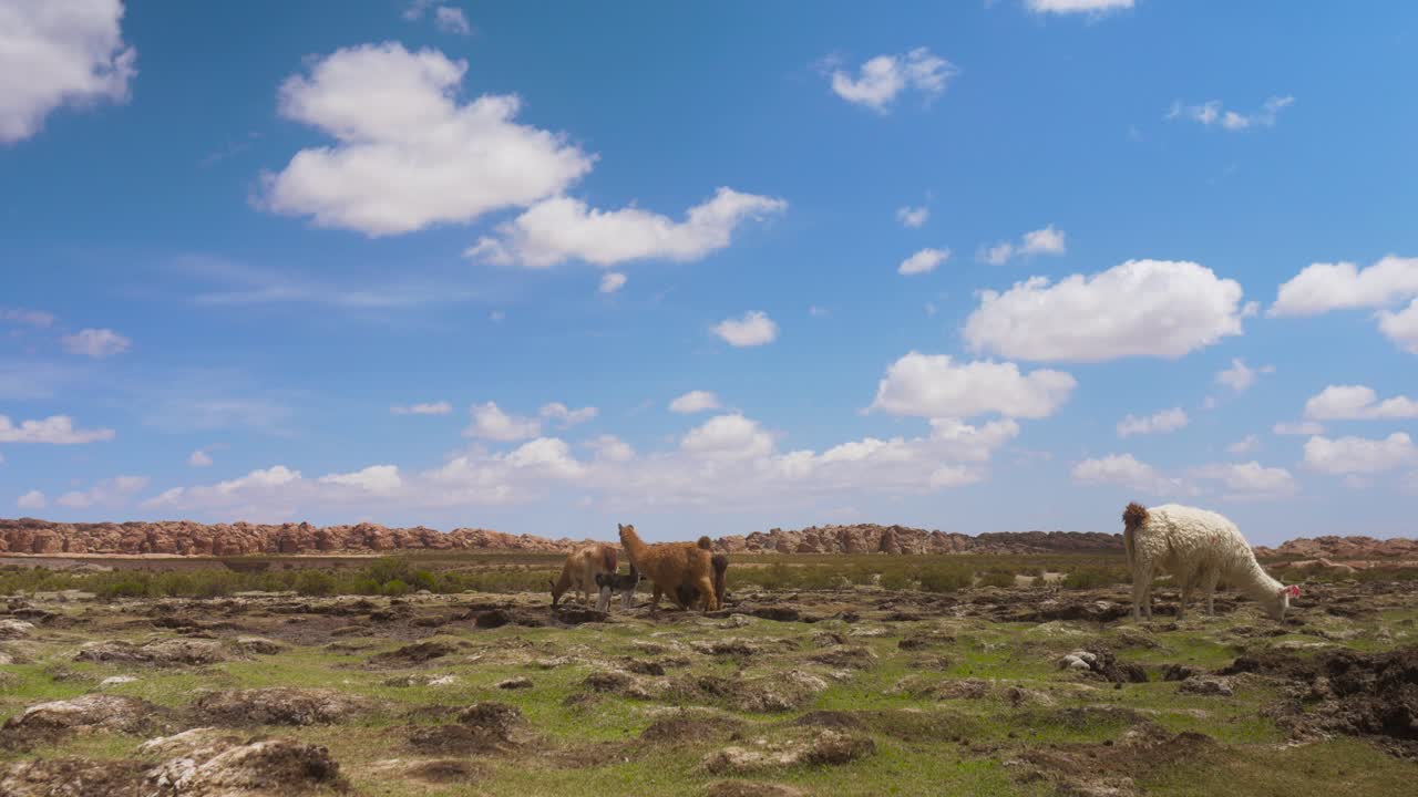 Llamas pastando en la escasa vegetación del altiplano boliviano, bajo un vasto cielo azul salpicado de nubes.