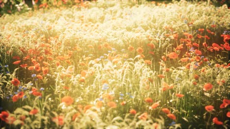 wild field flowers at summer sunset